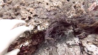 Padangbai (Падангбаи), Бали: защита рыбы у пирса, лето 2019