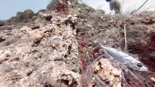 Padangbai (Падангбаи), Бали: защита рыбы у пирса, лето 2019