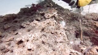 Padangbai (Падангбаи), Бали: защита рыбы у пирса, лето 2019