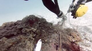 Padangbai (Падангбаи), Бали: защита рыбы у пирса, лето 2019