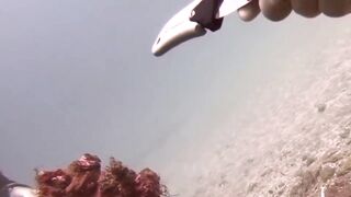 Padangbai (Падангбаи), Бали: защита рыбы у пирса, лето 2019