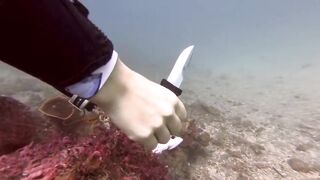 Padangbai (Падангбаи), Бали: защита рыбы у пирса, лето 2019