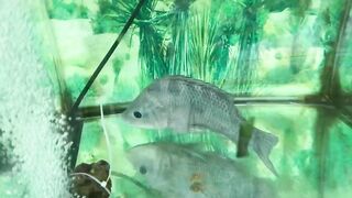 Quy Nhon (Куинён) FLC июнь 2020 береговая рыбалка и соревнования