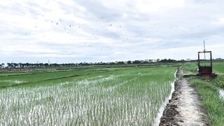 Hoi An (Хойан) - прибрежные места для рыбалки и спокойная вода