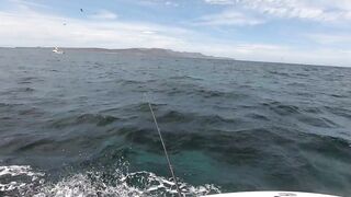 La Paz (Ла-Пас), Baja Mexico (Нижняя Калифорния): чартер и морская рыбалка