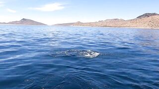 La Paz (Ла-Пас), Baja Mexico (Нижняя Калифорния): чартер и морская рыбалка