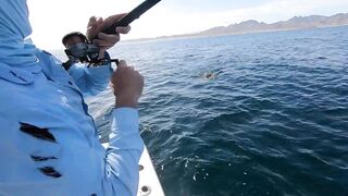 La Paz (Ла-Пас) рыбалка мирового уровня это про что у берега?