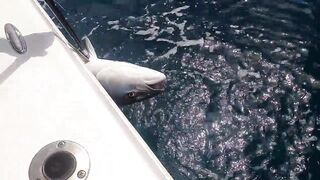 La Paz (Ла-Пас) рыбалка мирового уровня это про что у берега?