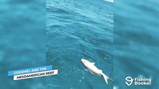 Cozumel (Косумель), что нужно знать про рыбалку у берега