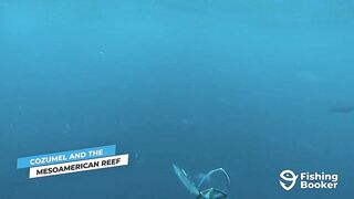 Cozumel (Косумель), что нужно знать про рыбалку у берега