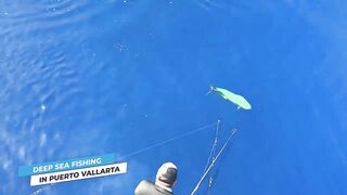 Puerto Vallarta (Пуэрто-Вальярта) путеводитель по рыбалке у берега