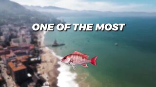 Puerto Vallarta (Пуэрто-Вальярта). 24 часа рыбалки и готовки улова.