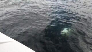 Puerto Vallarta (Пуэрто-Вальярта). 24 часа рыбалки и готовки улова.