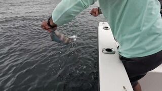 Puerto Vallarta (Пуэрто-Вальярта). 24 часа рыбалки и готовки улова.