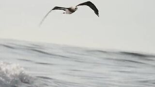 Puerto Vallarta (Пуэрто-Вальярта), Mexico (Мексика) - рыбалка и готовка улова у берега