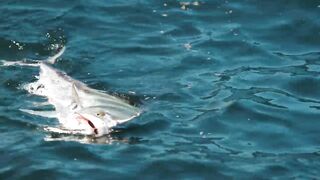 Puerto Vallarta (Пуэрто-Вальярта), Mexico (Мексика) - рыбалка и готовка улова у берега