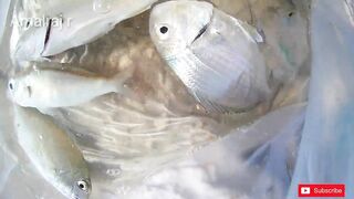 Manama (Манама), Бахрейн. Морская рыбалка у берега.