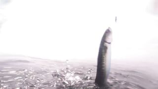 Hallaniyat Islands (архипелаг Халаният), Оман. Рыбалка у рифов и свалов.