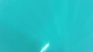 Hallaniyat (Халаният), Оман. GT и крупная рыба у берега 01.03.2017.