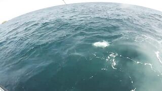 Hallaniyat (Халаният), Оман. GT и крупная рыба у берега 01.03.2017.