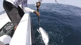 Hallaniyat (Халаният), Оман. GT и крупная рыба у берега 01.03.2017.