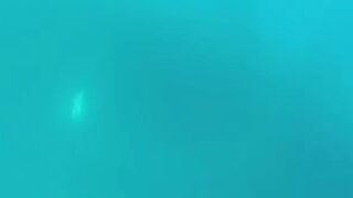 Hallaniyat (Халаният), Оман. GT и крупная рыба у берега 01.03.2017.