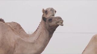 Hallaniyat Islands (архипелаг Халаният). Поппинг и джиг у берега Омана.