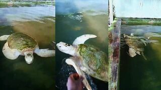 Aluthgama (Алутгама) морская рыбалка у берега на спокойной воде