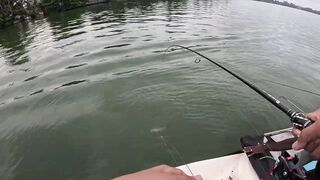 Bentota (Бентота), Sri Lanka (Шри-Ланка): рыбалка у рифа по мангровому луциану