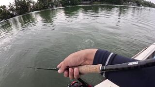 Bentota (Бентота), Sri Lanka (Шри-Ланка): рыбалка у рифа по мангровому луциану