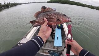 Bentota (Бентота), Sri Lanka (Шри-Ланка): рыбалка у рифа по мангровому луциану