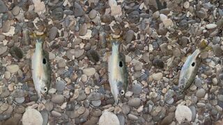 Sur (Сур), Oman (Оман) необычная рыба у берега это частая тема?