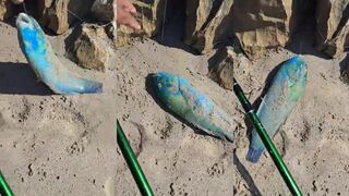 Sur (Сур) и Muscat (Маскат), Oman (Оман) рыбалка у берега