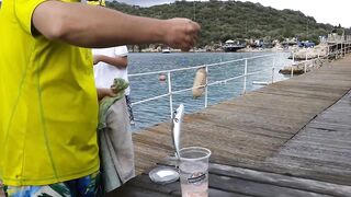 Каш, Турция октябрь охота на фугу у берега