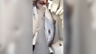 Antalya (Анталья), Finike (Финике) береговая рыбалка у порта