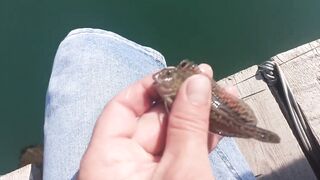 Сухум, Абхазия рыбалка с берега без спешки