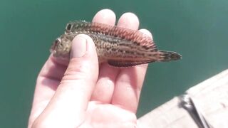 Сухум, Абхазия рыбалка с берега без спешки