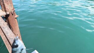 Сухум, Абхазия рыбалка с берега без спешки