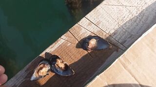 Сухум, Абхазия рыбалка с берега без спешки