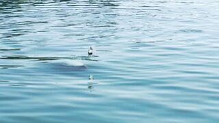 Кабардинка, ставрида у берега. Май 2025.