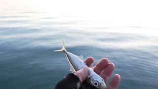 Кабардинка, ставрида у берега. Май 2025.