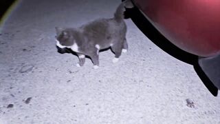 Кабардинка, ставрида у берега. Май 2025.