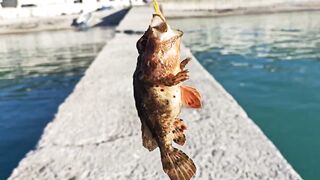 Кабардинка, ставрида у берега. Май 2025.