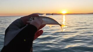 Кабардинка, ставрида у берега. Май 2025.