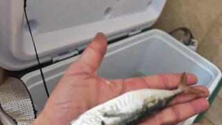 Кабардинка, ставрида у берега. Май 2025.