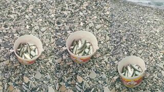 Чёрное море, Агой улов у берега в апреле 2024