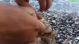 Агой и Небуг морская рыбалка с берега 2020