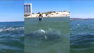 Анапский дельфин охотится у берега туристы смотрят