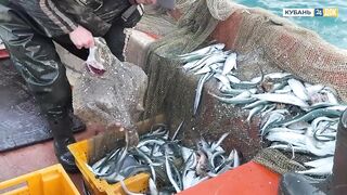 Пшада и Новомихайловский - осётр на реке и морская рыбалка