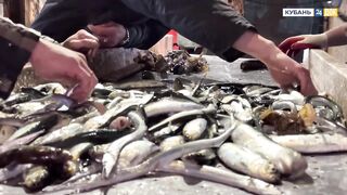 Пшада и Новомихайловский - осётр на реке и морская рыбалка